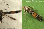 a cosmopterigid moth (Cosmopterix  melanarches)