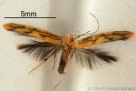 Orange-with-navy Moth (Labdia QQJD1)