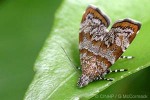 Banyan Jumping-Moth (Brenthia QQES)