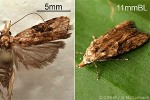 Glochidion Moth (Peragrarchis QQJD)