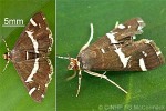 Beetworm Moth (Hymenia recurvalis)