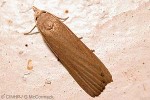 Coconut Spiked-Moth (Tirathaba rufivena QQnr)
