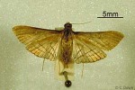 Enlarged Image of 'Cnaphalocrocis suspicalis'