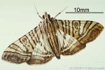 Enlarged Image of 'Glyphodes multilinealis'