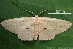 Geometrid Moth (Anisodes samoana)