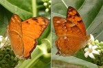Vagrant Butterfly (Vagrans egista bowdenia)