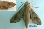 a Hawkmoth (Hippotion velox)