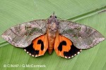 Fruit-piercing Moth (Eudocima fullonia)