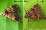 Litter Moth (Hydrillodes melanozona QQcf)