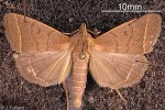 Noctuid Moth (Simplicia caeneusalis)