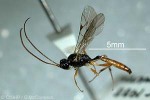 Diamondback-Moth Wasp (Diadromus collaris)