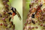 Hoverfly Wasp (Diplazon laetatorius)