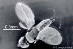Enlarged Image of 'Platyscapa innumerabilis'