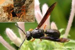Red-legged Mason-Wasp (Anterhynchium (Epiodynerus) rufipes)