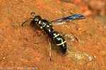 Yellow-spotted Mason-Wasp (Odynerus bicinctus)