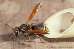 Keyhole Wasp (Pachodynerus nasidens)