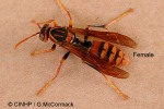 Dark-waist Paper-Wasp (Polistes jokahamae)