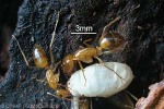 Carpenter Ant (Camponotus chloroticus)