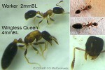 ant (Monomorium floricola)
