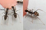 Crazy Ant (Paratrechina longicornis)