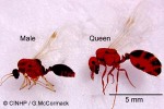 Tropical Fire-Ant (Solenopsis geminata)
