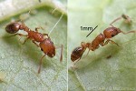 weaver-ant (Tetramorium guineense)