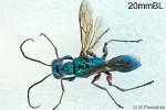 Jewel Wasp (Ampulex compressa)