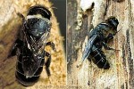 Black Leaf-cutter Bee (Lithurgus scabrosus)