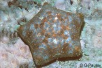Cushion-star (Culcita novaeguineae)