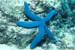 Vivid-blue Starfish (Linckia laevigata)