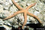 Multipore Starfish (Linckia multifora)