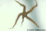 Enlarged Image of 'Ophiocoma pica'