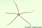 Enlarged Image of 'Ophiocomella gorgonia QQ'