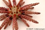 Blade-tipped Tiara-urchin (Chondrocidaris gigantea)