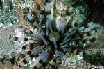 Banded Longspine-Urchin (Echinothrix calamaris)