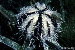 Hidden Sea-Urchin (Tripneustes gratilla)