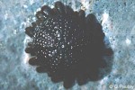 Helmet Urchin (Colobocentrotus atratus)
