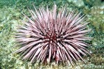 Pale Burrowing-urchin (Echinometra mathaei)