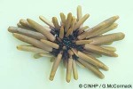 Brown Pencil-urchin (Heterocentrotus mammillatus)