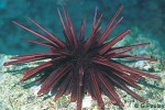 Purple Pencil-urchin (Heterocentrotus trigonarius)