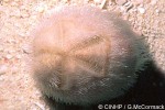 Petalled Heart-urchin (Metalia dicrana)