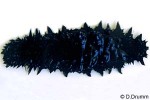 Black Melting-Seacucumber (Stichopus black)