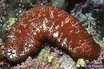 Surf Redfish (Actinopyga mauritiana)