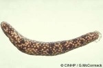 a seacucumber (Holothuria signata)