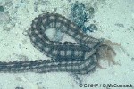 Enlarged Image of 'Synapta maculata'