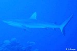 Grey Reef-Shark (Carcharhinus amblyrhynchos)
