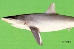 Enlarged Image of 'Carcharhinus falciformis'