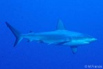 Galapagos Shark (Carcharhinus galapagensis)