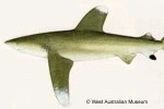 Enlarged Image of 'Carcharhinus longimanus'