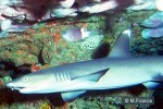 Whitetip Reef-Shark (Triaenodon obesus)